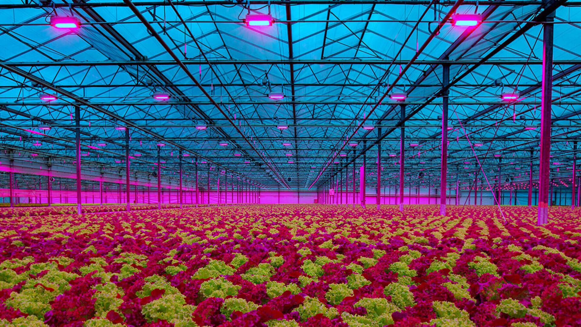 Growing Vegetables Indoors 🥗 Under LED Grow Lights